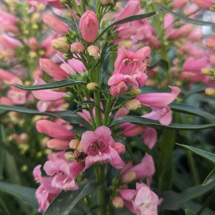 Penstemon 'Pristine Pink'  - Pristine Pink Beardtongue