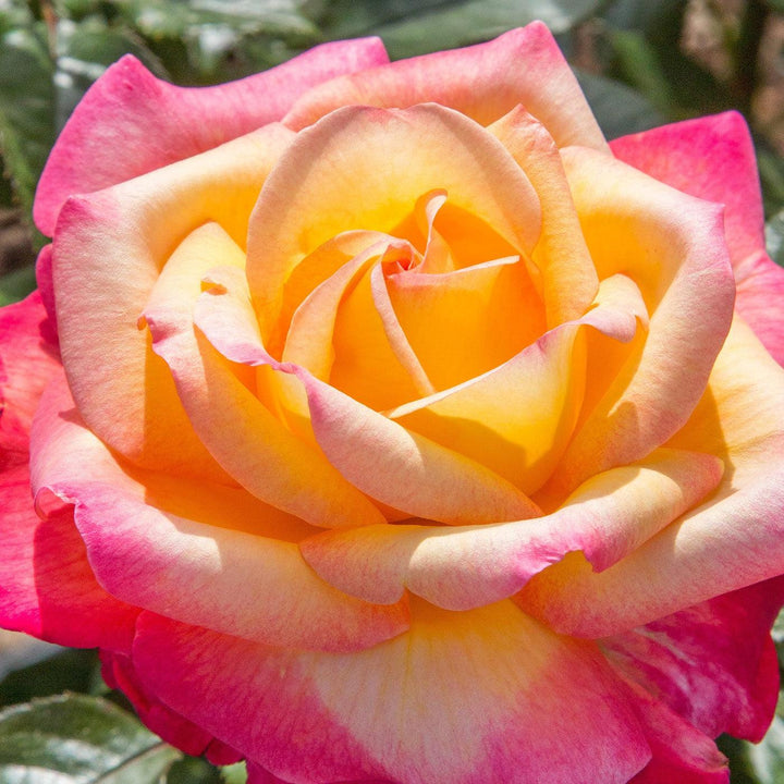 Rosa 'Meizoloi'  - Enchanted Peace™ Rose