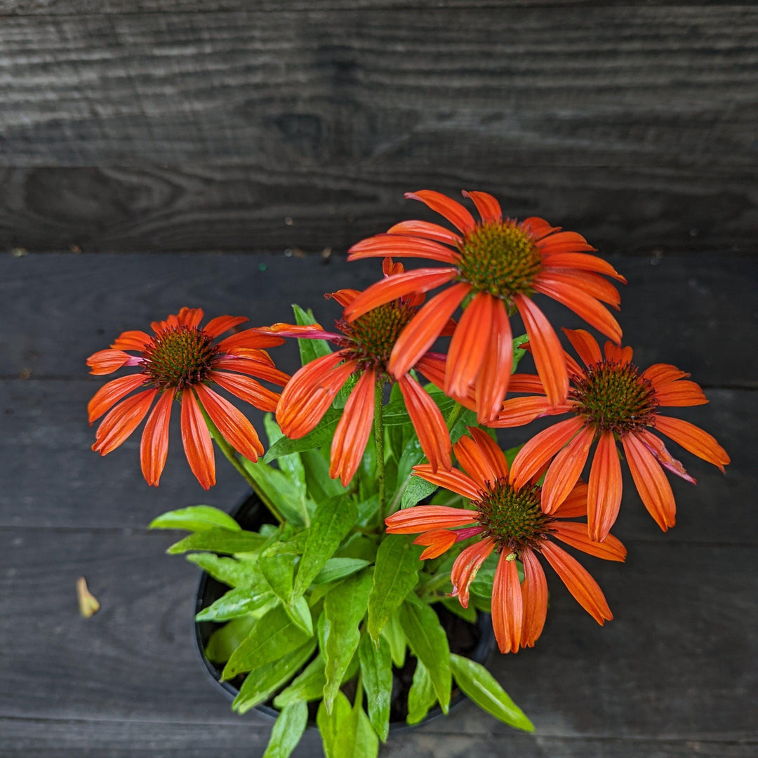 Echinacea x 'Cheyenne Spirit'  - Cheyenne Spirit Echinacea, Coneflower