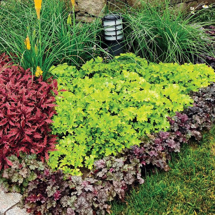 Heuchera ‘Lime Marmalade’  - Lime Marmalade Heuchera