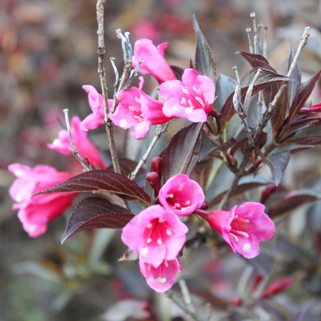 Weigela florida 'Spring 2’  - Bloomin Easy'® Stunner™ Weigela
