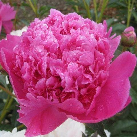 Paeonia 'Petite Renee'  - Petite Renee Peony