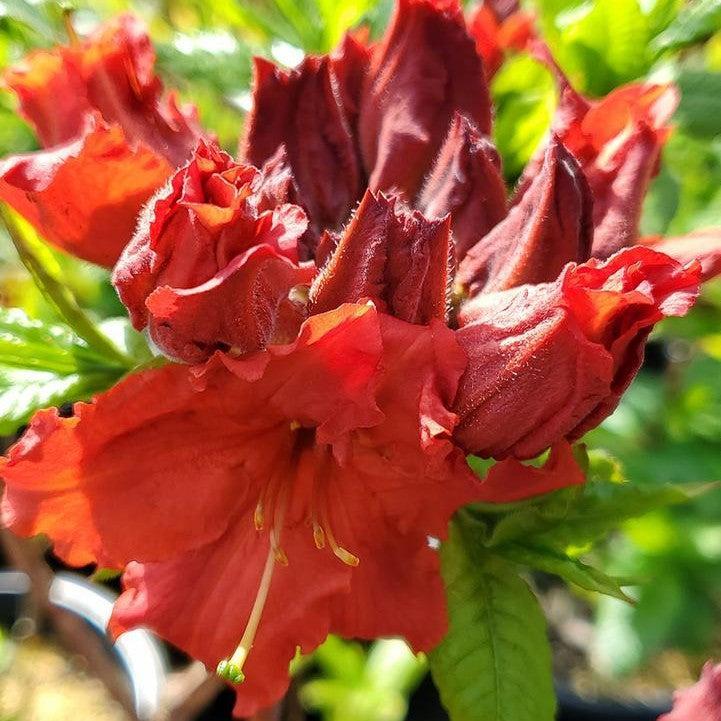 Rhododendron x 'Red Demon'  - Red Demon Azalea