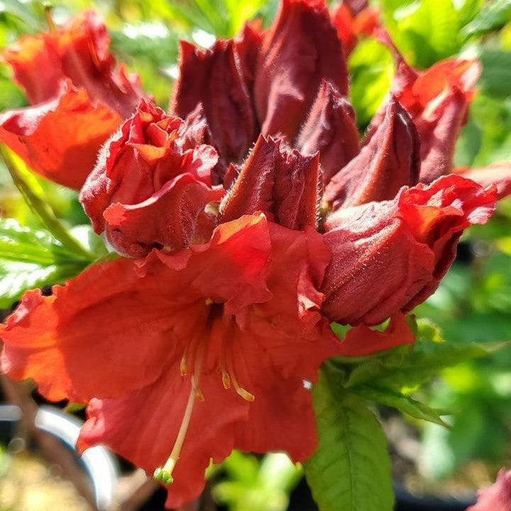 Rhododendron x 'Red Demon'  - Red Demon Azalea