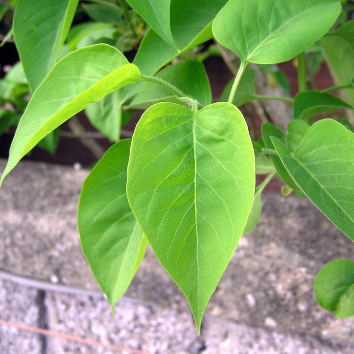 Syringa vulgaris  - Common Lilac, Purple