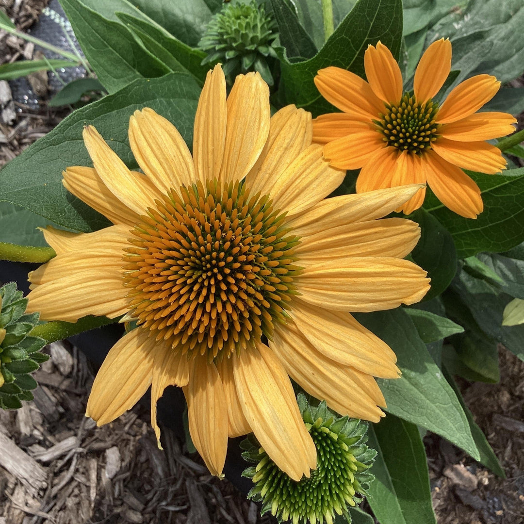 Echinacea purpurea 'SunMagic Vintage Mango'  - SunMagic® Vintage Mango Echinacea