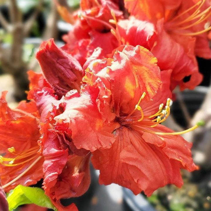 Rhododendron x 'Red Demon'  - Red Demon Azalea