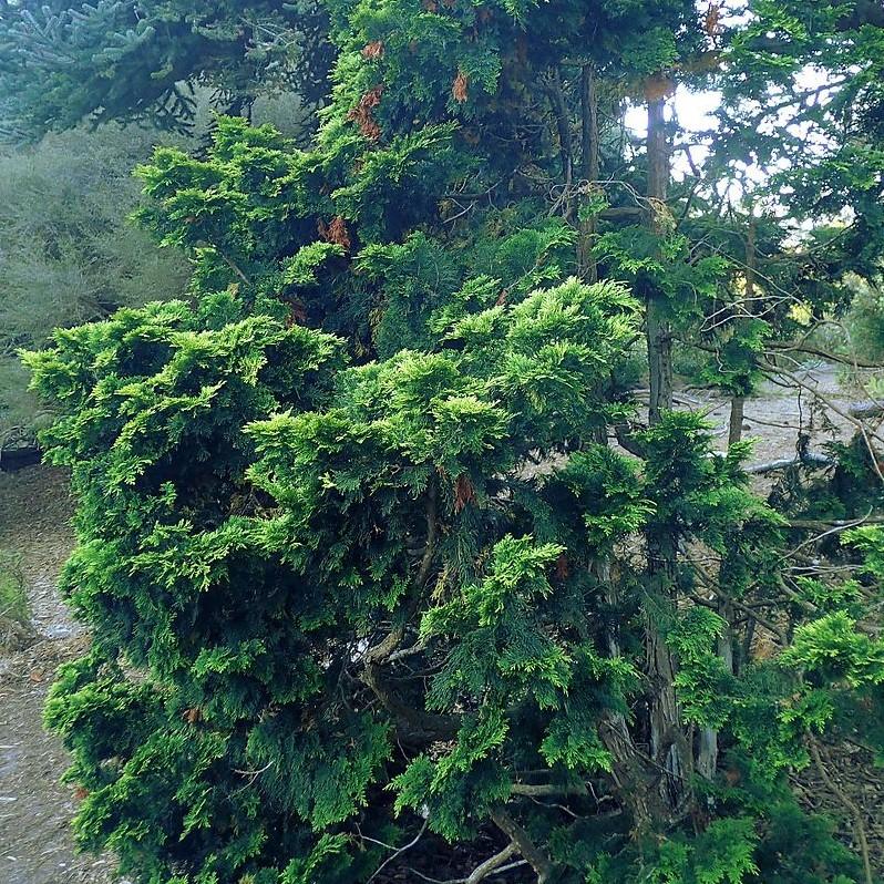 Chamaecyparis obtusa 'Verdonii'  - Verdonii Hinoki Cypress