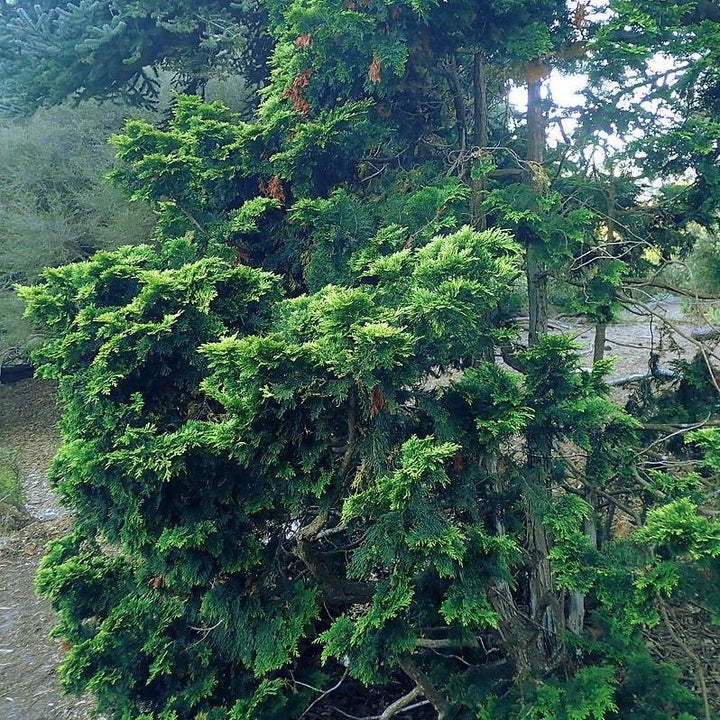 Chamaecyparis obtusa 'Verdonii'  - Verdonii Hinoki Cypress