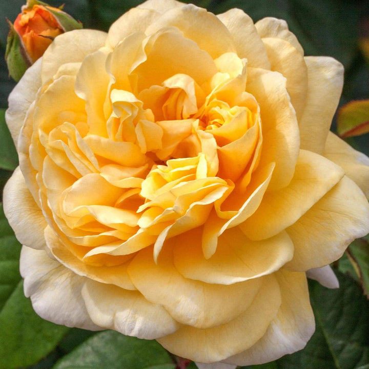 Rosa 'Meikaquinz'  - Moonlight Romantica® Rose