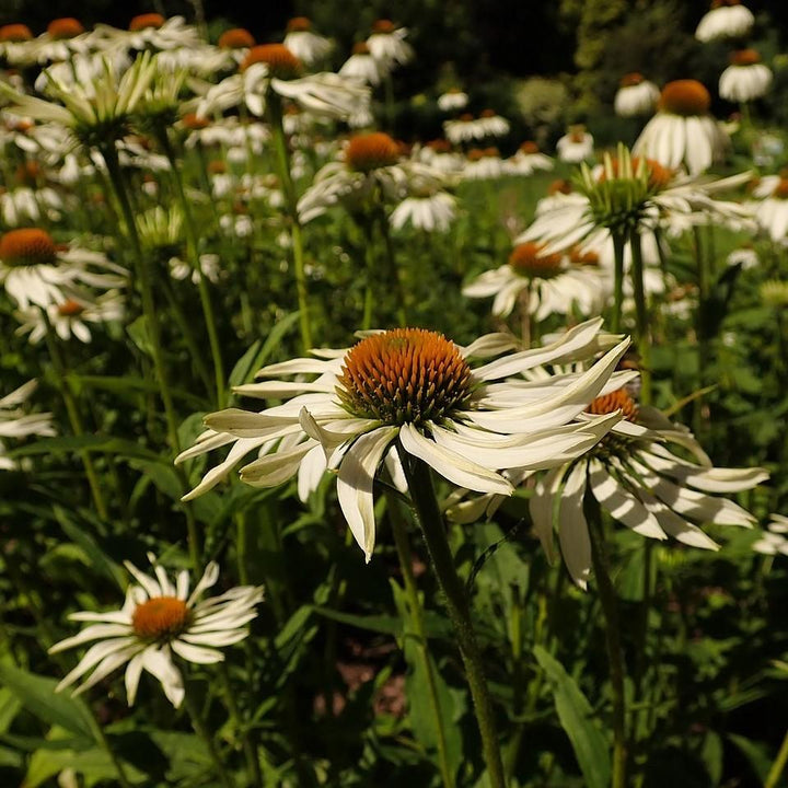 Echinacea purpurea 'White Swan'  - White Swan Echinacea, Coneflower