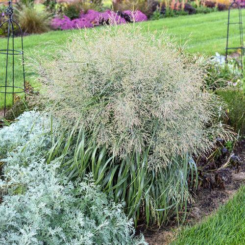 Panicum virgatum 'Niagara Falls'  - Prairie Winds® Niagara Falls Switch Grass