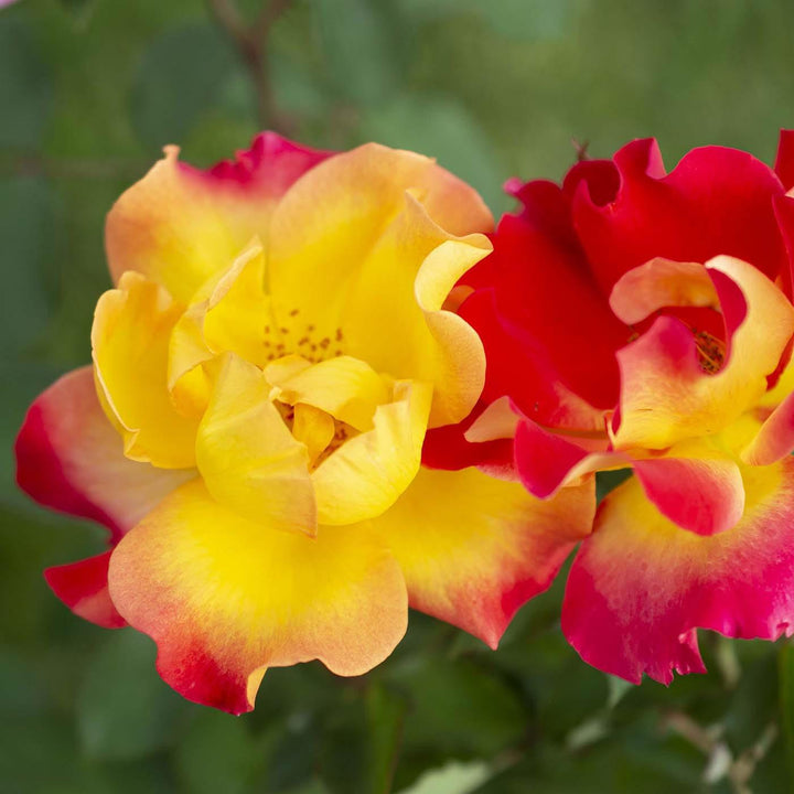 Rosa 'Meisistoma'  - Sunset Horizon™ Rose