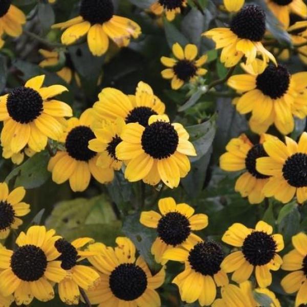 Rudbeckia triloba 'Blackjack Gold'  - Blackjack Gold Coneflower