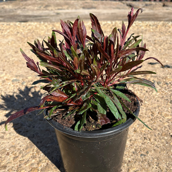 Gaura lindheimeri 'Kleau 04263'  - Belleza™ Dark Pink Gaura