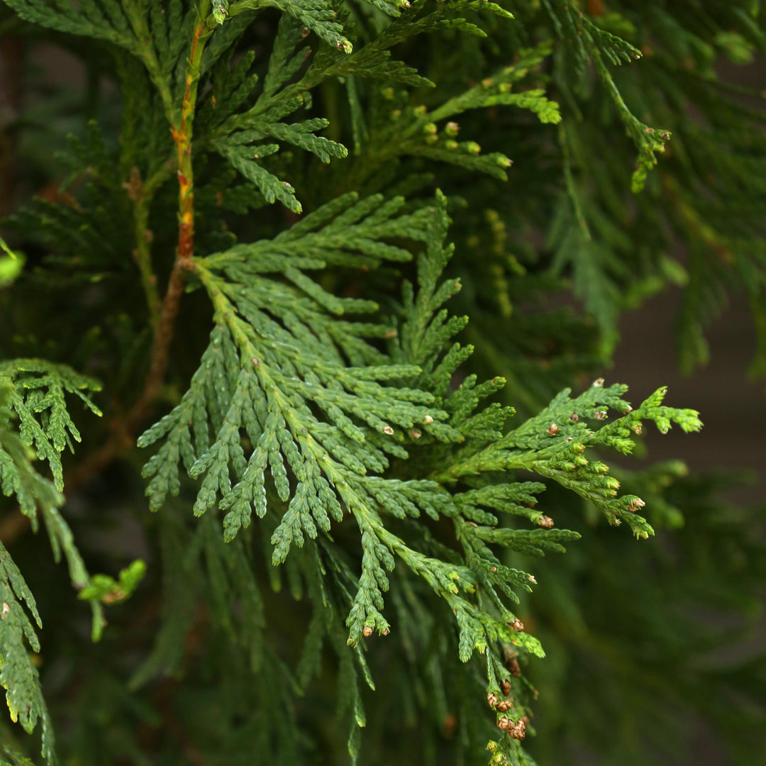 Thuja standishii x plicata 'Green Giant'  - Green Giant Arborvitae