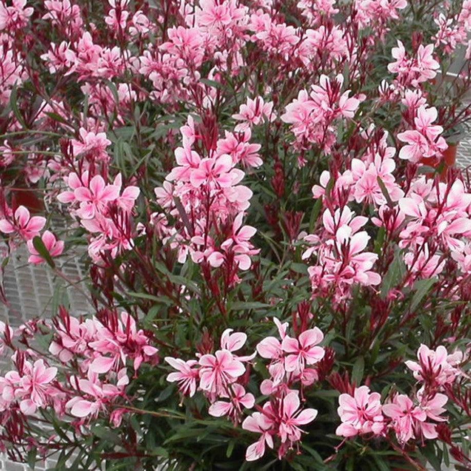 Gaura lindheimeri 'Sme-2'  - Passionate Blush™ Gaura