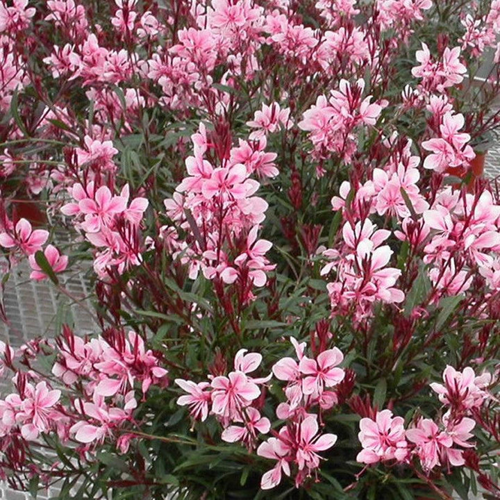 Gaura lindheimeri 'Sme-2'  - Passionate Blush™ Gaura