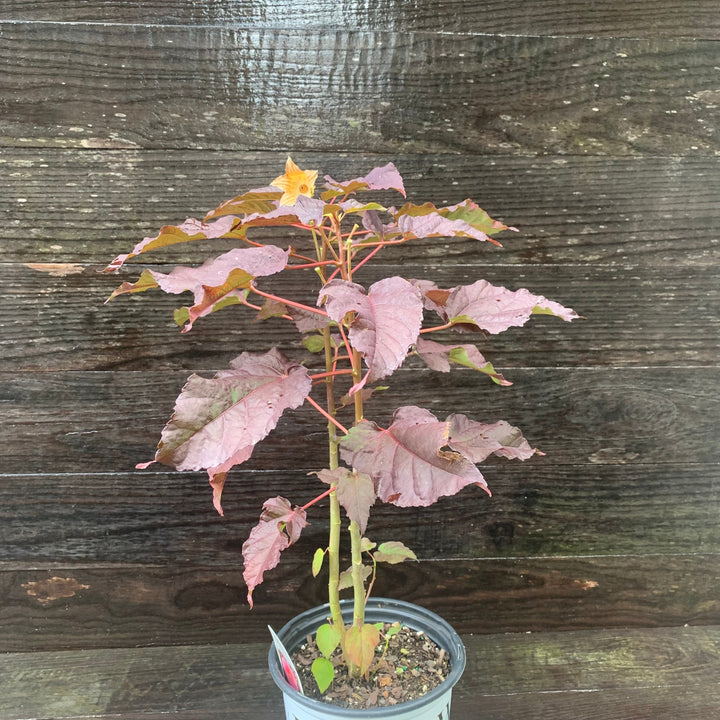 Hibiscus 'Edge of Night' PP34,359  - Summerific® Edge of Night Hibiscus
