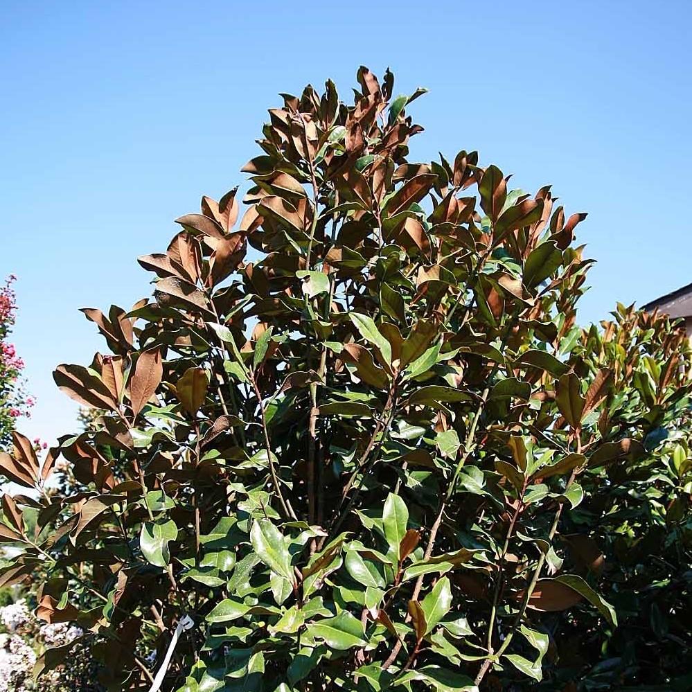 Magnolia grandiflora 'Bracken's Brown Beauty'  - Bracken's Brown Beauty Southern Magnolia