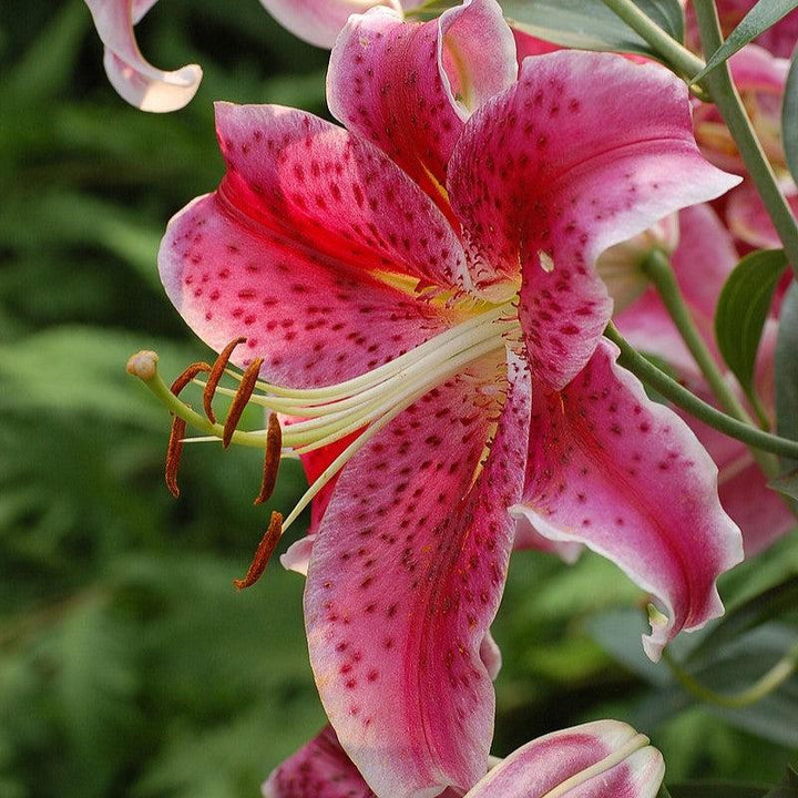 Lilium 'Stargazer'  - Stargazer Oriental Lily