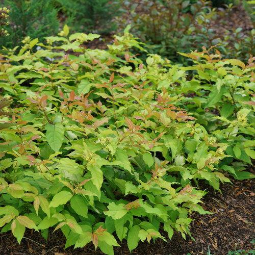 Diervilla x 'SMNDSS' PP34,138  - Kodiak® Fresh™ Honeysuckle