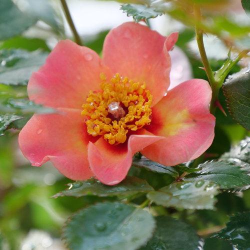 Rosa x 'ChewEyesUp'  - Ringo All-Star™ Rose