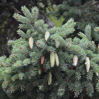 Picea glauca  - White Spruce
