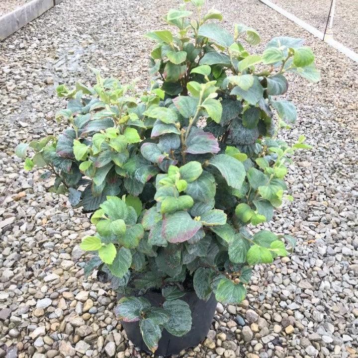 Fothergilla x intermedia 'Blue Shadow'  - Blue Shadow Fothergilla