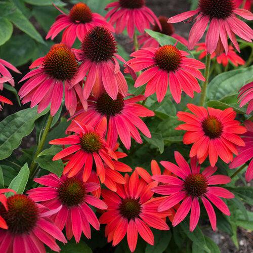 Echinacea 'Firefinch'   - PW® Summersong™ Firefinch™ Coneflower