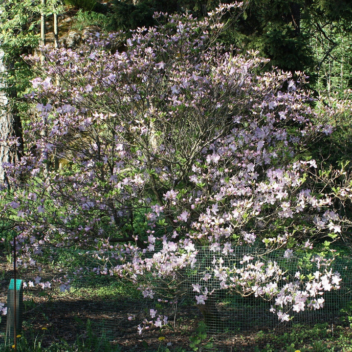 Rhododendron schlippenbachii  - Royal Azalea