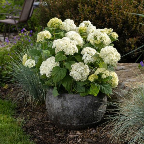 Hydrangea arborescens 'BAlful'  - First Editions® FlowerFull™ Smooth Hydrangea