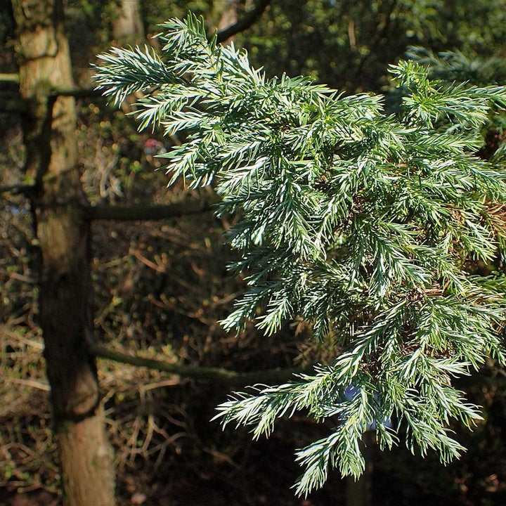 Chamaecyparis pisifera 'Boulevard'  - Boulevard Cypress