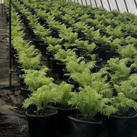 Matteuccia struthiopteris  - Ostrich Fern