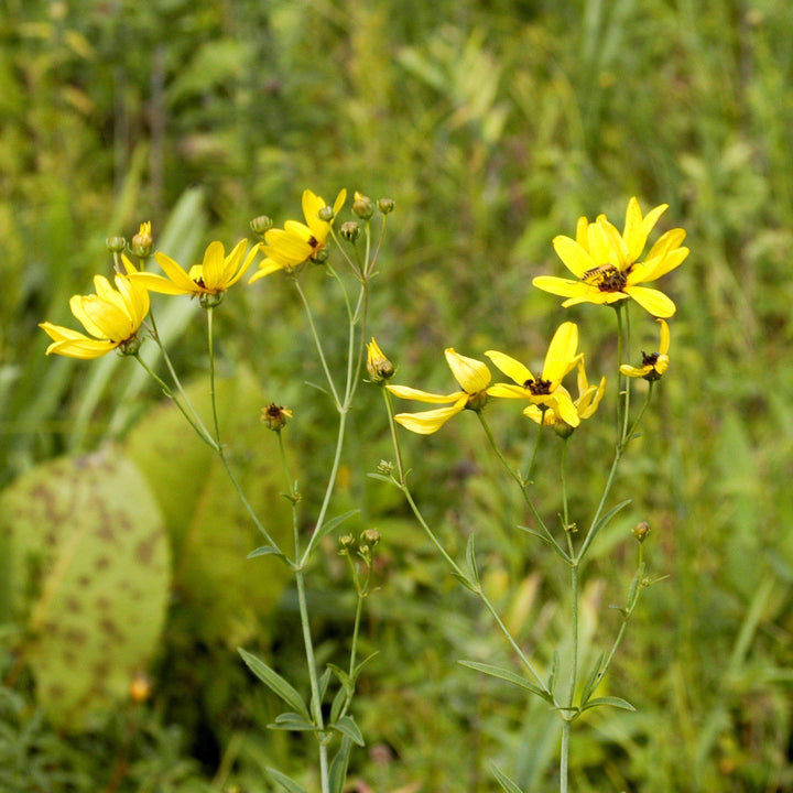 Coreopsis tripteris 'Gold Standard'  - Gold Standard Tall Tickseed