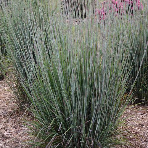 Schizachyrium scoparium 'Blue Paradise'  - 'Blue Paradise' Little Bluestem