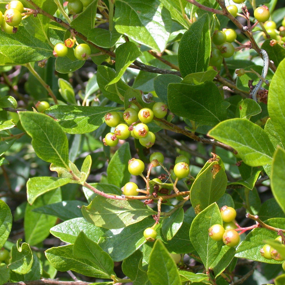 Gaylussacia baccata  - Black Huckleberry