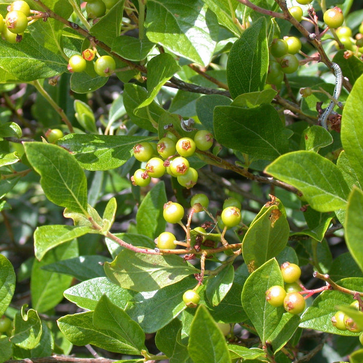 Gaylussacia baccata  - Black Huckleberry