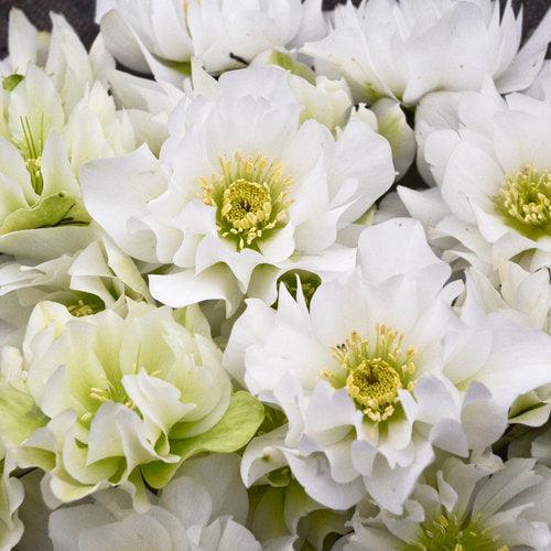 Helleborus 'Wedding Party Mix'  - Wedding Party® Mix Lenten Rose