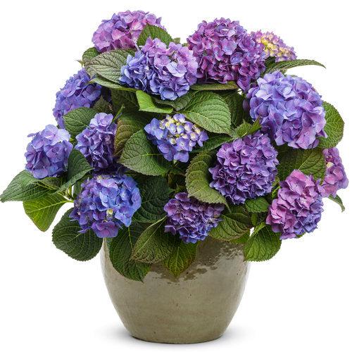 Hydrangea macrophylla 'SMHMTAU'  - Let's Dance® Blue Jangles® Hydrangea