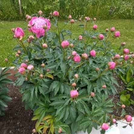 Paeonia 'Petite Renee'  - Petite Renee Peony