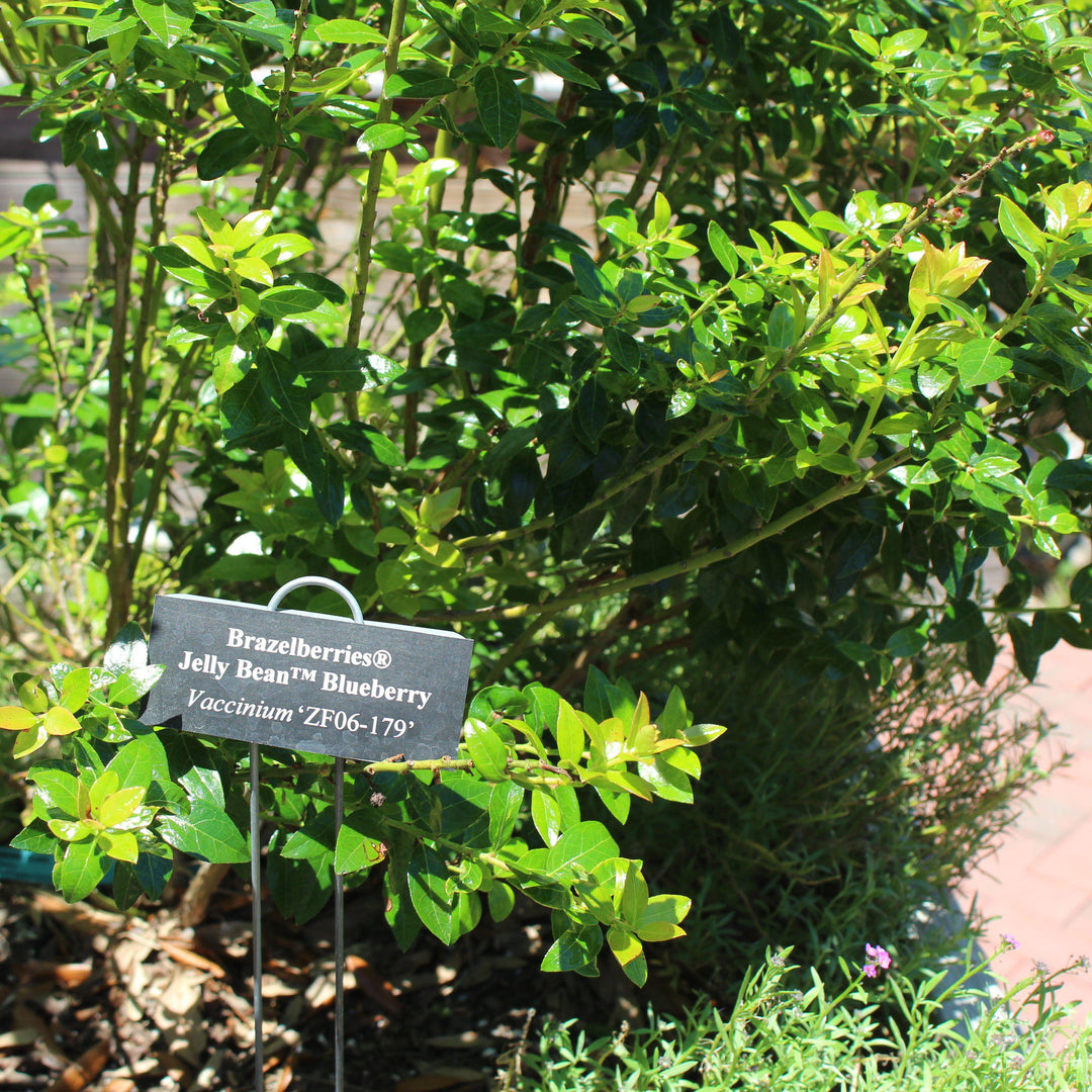 Vaccinium x 'ZF06-179'  - Jelly Bean® Blueberry