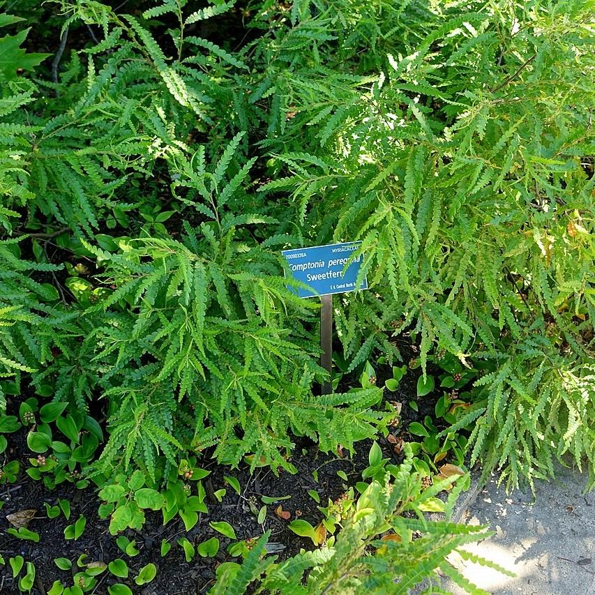 Comptonia peregrina  - Sweet Fern