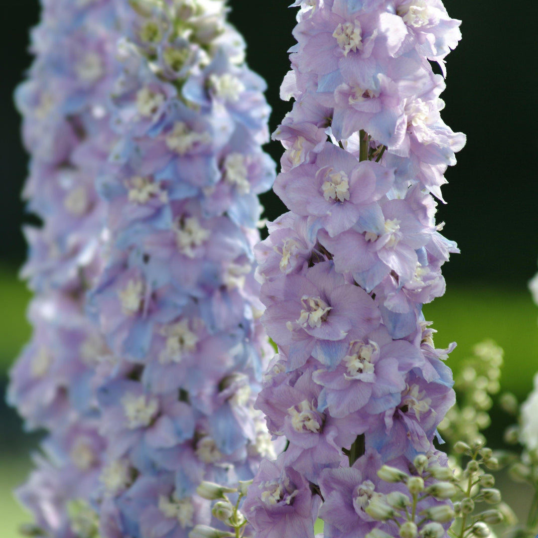 Delphinium elatum 'Guardian Lavender'  - Guardian Lavender Delphinium