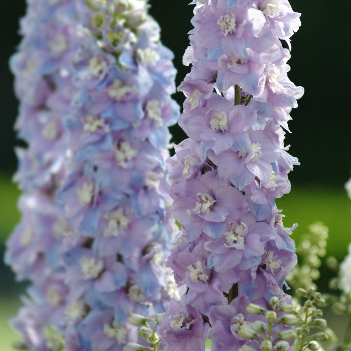 Delphinium elatum 'Guardian Lavender'  - Guardian Lavender Delphinium