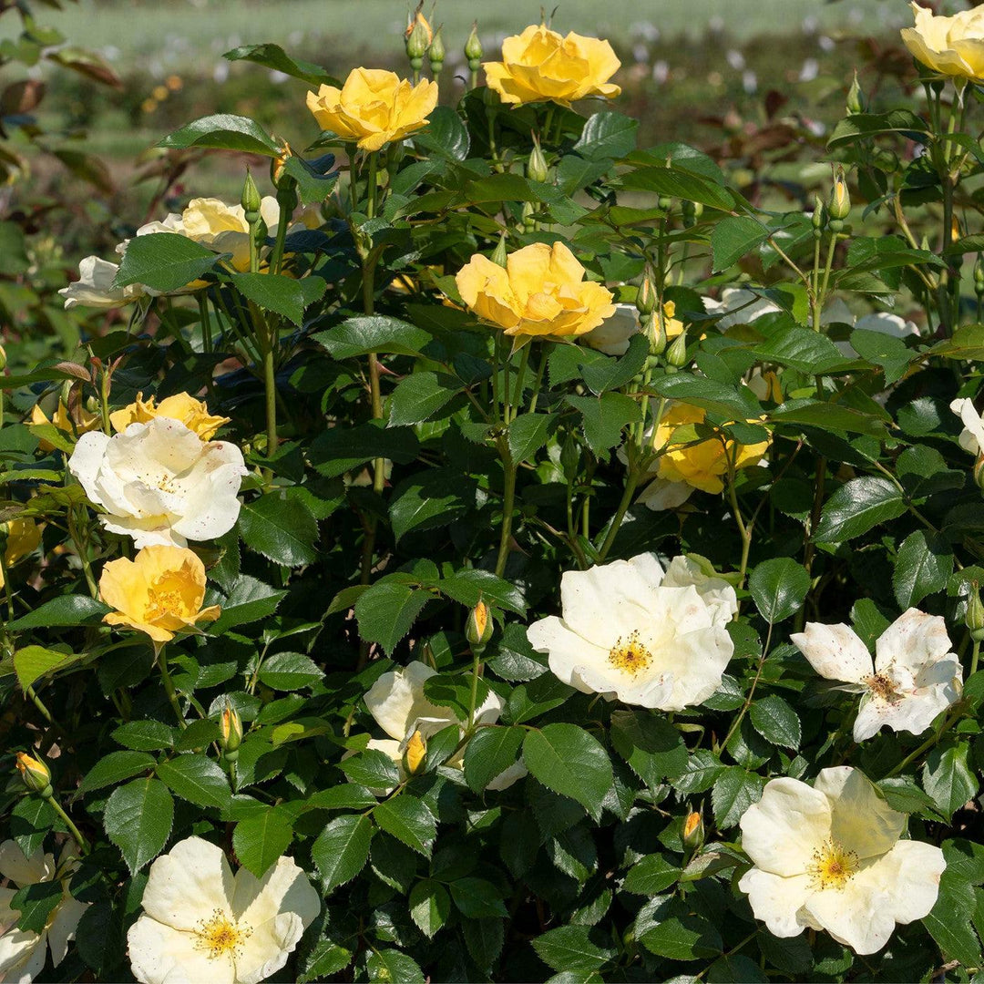 Rosa 'SRPylwko' PP 35,465  - Easy Bee-zy™ Knock Out® Rose