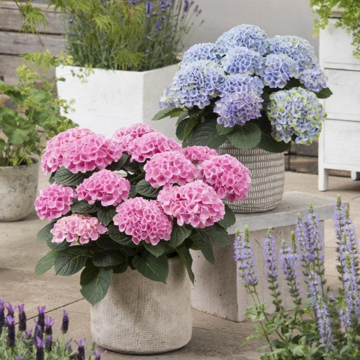 Hydrangea macrophylla 'Hokomarore'  - Magical® Elizabeth Ashley Hydrangea