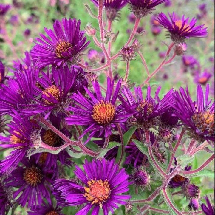 Aster novae-angliae 'Nachtauge'  - Night Eyes New England Aster