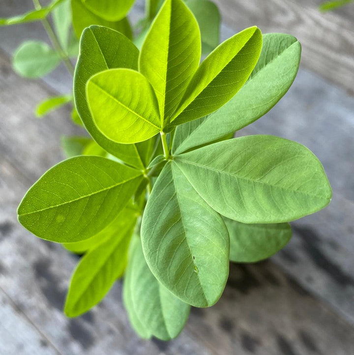Baptisia australis  - Blue False Indigo