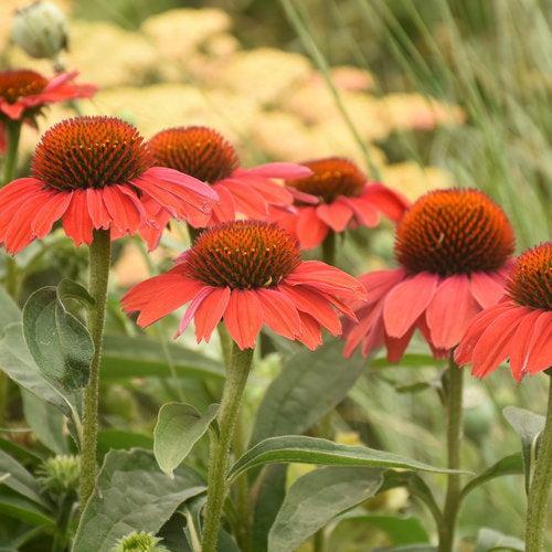 Echinacea 'Frankly Scarlet'  - Color Coded® Frankly Scarlet Echinacea